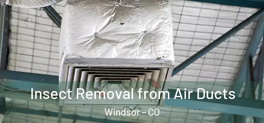  Insect Removal from Air Ducts Windsor - CO